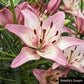 Asiatic Lily Collection Multiplies Lily Blooms Species Growing Bonsai Bulbs Roots Rhizomes Corms Tubers Potted Planting Reblooming Fragrant Garden Flower Seeds Plant