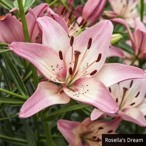 Asiatic Lily Collection Multiplies Lily Blooms Species Growing Bonsai Bulbs Roots Rhizomes Corms Tubers Potted Planting Reblooming Fragrant Garden Flower Seeds Plant