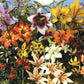 All Summer Lily Garden Lily Species Growing Bonsai Bulbs Roots Rhizomes Corms Tubers Potted Planting Reblooming Fragrant Garden Flower Seeds Plant