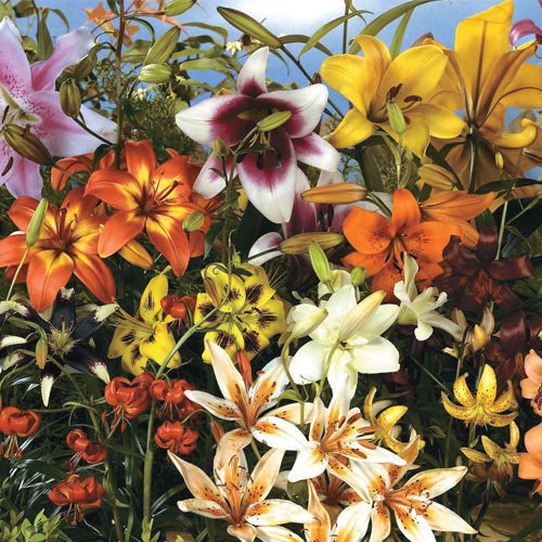 All Summer Lily Garden Lily Species Growing Bonsai Bulbs Roots Rhizomes Corms Tubers Potted Planting Reblooming Fragrant Garden Flower Seeds Plant