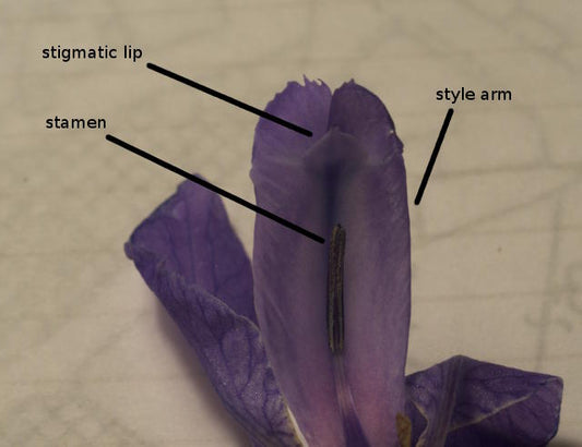 Yaquina Blue German Iris Growing Bonsai Seeds Flower Iris species Plant Bulbs Roots Rhizomes Corms Tubers Potted Planting Reblooming Fragrant Garden