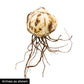 Rising Moon Trumpet Hybrid Lily Blooms Species Growing Bonsai Bulbs Roots Rhizomes Corms Tubers Potted Planting Reblooming Fragrant Garden Flower Seeds Plant