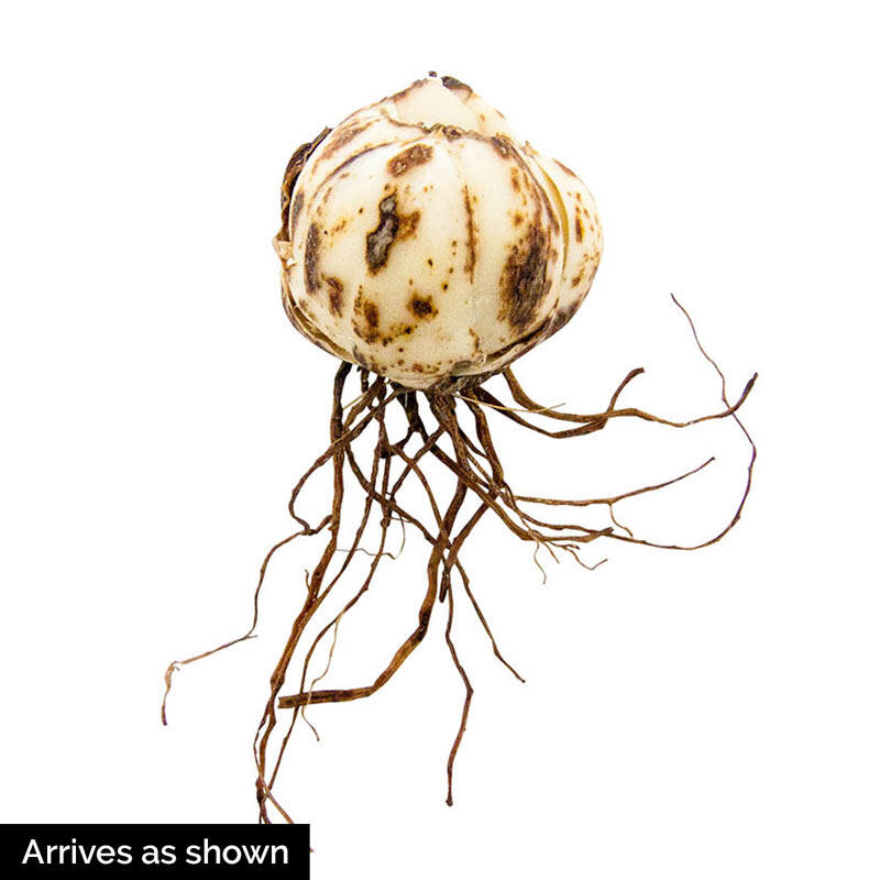 Fata Morgana Lily For No-Mess Bouquets Lily Blooms Species Growing Bonsai Bulbs Roots Rhizomes Corms Tubers Potted Planting Reblooming Fragrant Garden Flower Seeds Plant