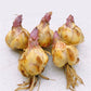 Corina Lily Blooms Species Growing Bonsai Bulbs Roots Rhizomes Corms Tubers Potted Planting Reblooming Fragrant Garden Flower Seeds Plant
