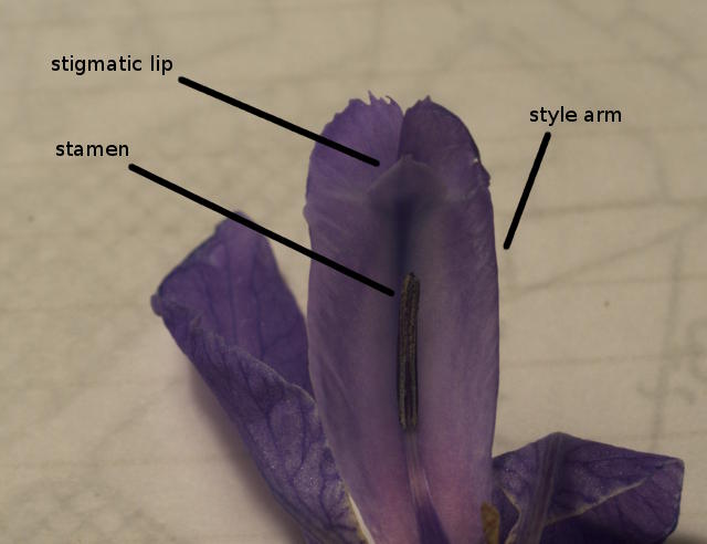 Starfish Iris Looks Like a Sea Star Brilliant Golden Iris Bulbs Bearded Fragrant Flowers Bonsai Outdoor Garden Home Balcony Decoration Flowering Twice a Year