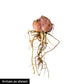 Rising Moon Trumpet Hybrid Lily Blooms Species Growing Bonsai Bulbs Roots Rhizomes Corms Tubers Potted Planting Reblooming Fragrant Garden Flower Seeds Plant