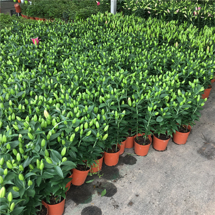 Fata Morgana Lily For No-Mess Bouquets Lily Blooms Species Growing Bonsai Bulbs Roots Rhizomes Corms Tubers Potted Planting Reblooming Fragrant Garden Flower Seeds Plant