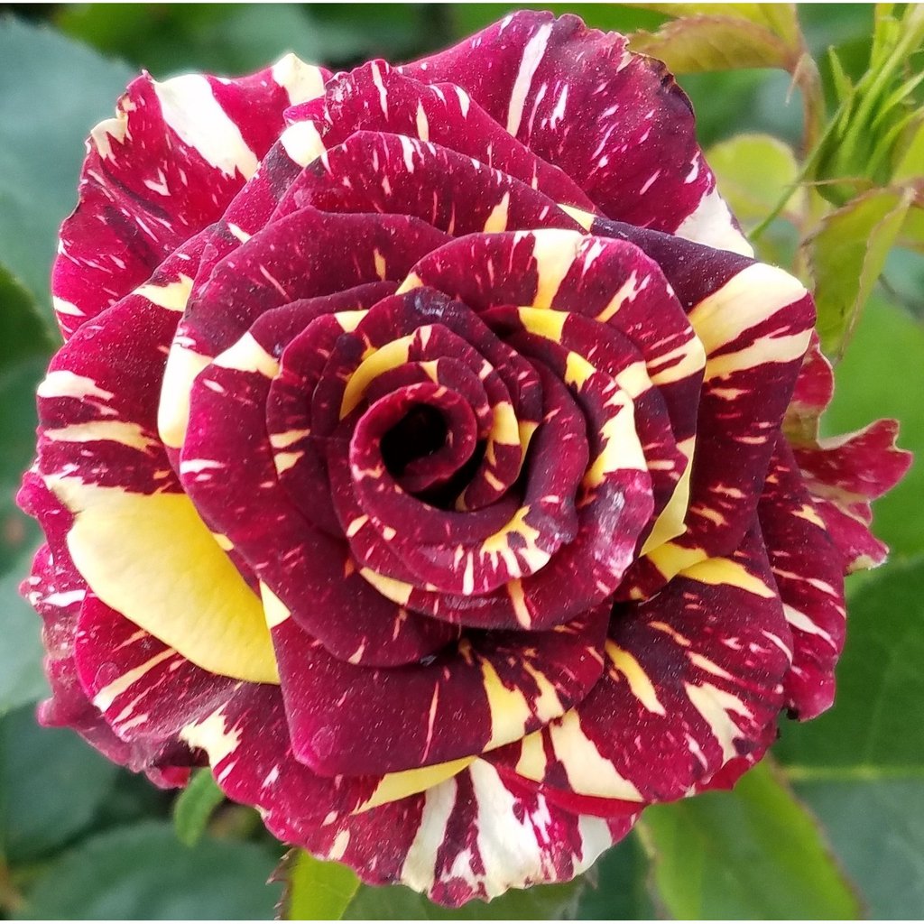 abracadabra rose seeds Abradabra Rose Seedlings Flower Seeds Perennial Growing Bonsai Corms – Easytogrowbulb