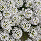 Alyssum Seed