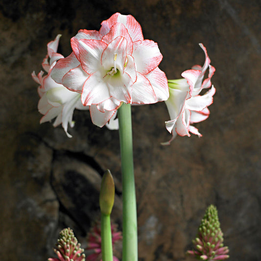 Aphrodite Amaryllis Hippeastrum Blooms Species Growing Bonsai Bulbs Roots Rhizomes Corms Tubers Potted Planting Reblooming Fragrant Garden Flower Seeds Plant Size 12-16cm