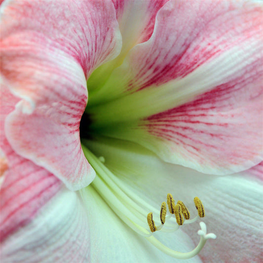 Apple Blossom Amaryllis Hippeastrum Blooms Species Growing Bonsai Bulbs Roots Rhizomes Corms Tubers Potted Planting Reblooming Fragrant Garden Flower Seeds Plant Size 12-16cm