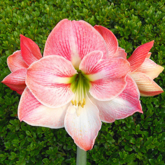 Apple Blossom Amaryllis Hippeastrum Blooms Species Growing Bonsai Bulbs Roots Rhizomes Corms Tubers Potted Planting Reblooming Fragrant Garden Flower Seeds Plant  Size 12-16cm