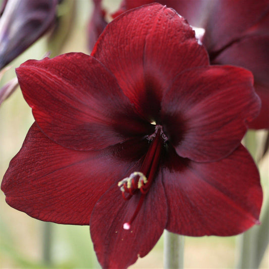 Benfica Amaryllis Hippeastrum Blooms Species Growing Bonsai Bulbs Roots Rhizomes Corms Tubers Potted Planting Reblooming Fragrant Garden Flower Seeds Plant  Size 12-16cm