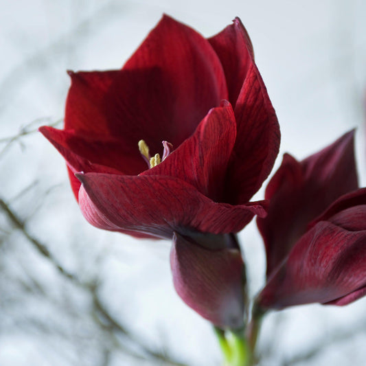 Benfica Amaryllis Hippeastrum Blooms Species Growing Bonsai Bulbs Roots Rhizomes Corms Tubers Potted Planting Reblooming Fragrant Garden Flower Seeds Plant  Size 12-16cm