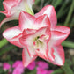 Blossom Peacock Amaryllis Hippeastrum Blooms Species Growing Bonsai Bulbs Roots Rhizomes Corms Tubers Potted Planting Reblooming Fragrant Garden Flower Seeds Plant  Size 12-16cm