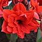 Red Peacock Amaryllis Hippeastrum Blooms Species Growing Bonsai Bulbs Roots Rhizomes Corms Tubers Potted Planting Reblooming Fragrant Garden Flower Seeds Plant  Size 12-16cm