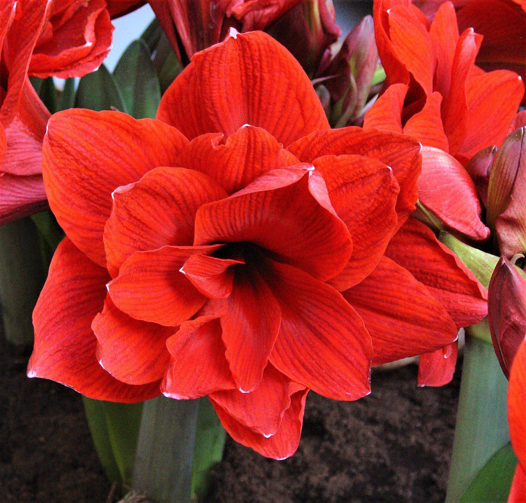 Red Peacock Amaryllis Hippeastrum Blooms Species Growing Bonsai Bulbs Roots Rhizomes Corms Tubers Potted Planting Reblooming Fragrant Garden Flower Seeds Plant  Size 12-16cm