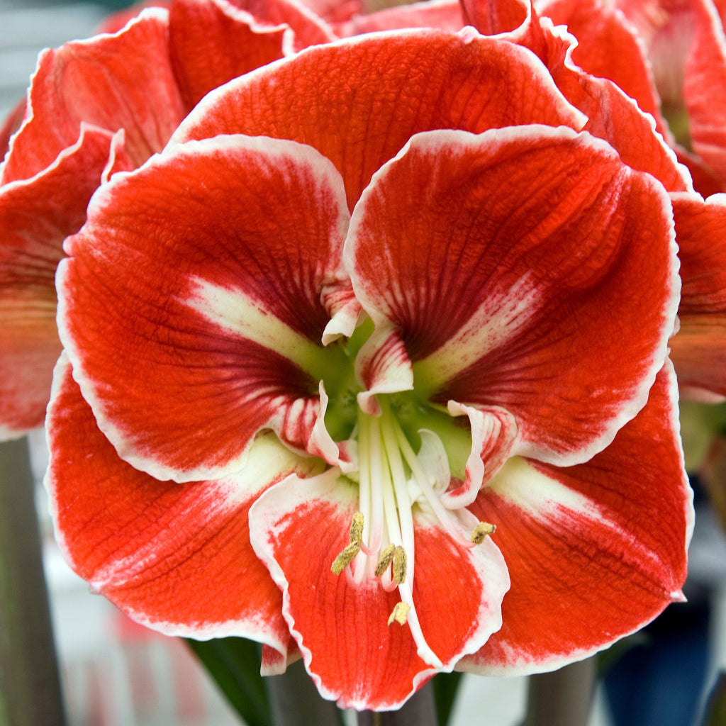 Samba Amaryllis Hippeastrum Blooms Species Growing Bonsai Bulbs Roots Rhizomes Corms Tubers Potted Planting Reblooming Fragrant Garden Flower Seeds Plant  Size 12-16cm