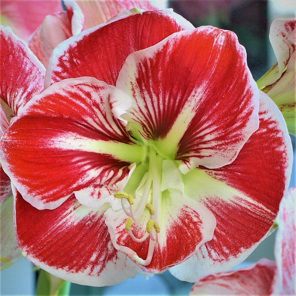 Samba Amaryllis Hippeastrum Blooms Species Growing Bonsai Bulbs Roots Rhizomes Corms Tubers Potted Planting Reblooming Fragrant Garden Flower Seeds Plant  Size 12-16cm