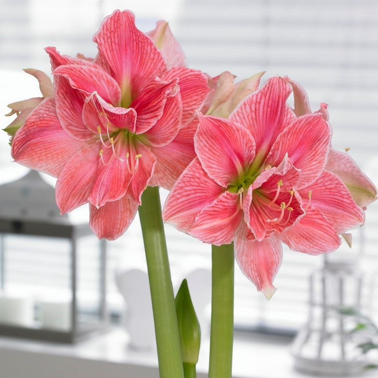 Sweet Nymph Amaryllis Hippeastrum Blooms Species Growing Bonsai Bulbs Roots Rhizomes Corms Tubers Potted Planting Reblooming Fragrant Garden Flower Seeds Plant  Size 12-16cm