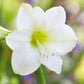 White Clouds Duo Amaryllis Hippeastrum Blooms Species Growing Bonsai Bulbs Roots Rhizomes Corms Tubers Potted Planting Reblooming Fragrant Garden Flower Seeds Plant  Size 12-16cm