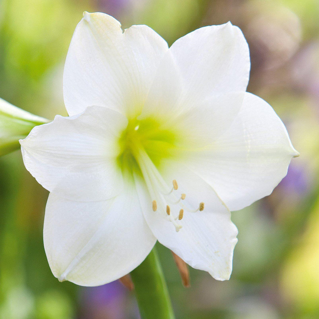 White Clouds Duo Amaryllis Hippeastrum Blooms Species Growing Bonsai Bulbs Roots Rhizomes Corms Tubers Potted Planting Reblooming Fragrant Garden Flower Seeds Plant  Size 12-16cm