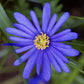 Stars & Stripes Blend - Anemone & Tulip Bulbs Blooms Species Growing Bonsai Roots Rhizomes Corms Tubers Potted Planting Reblooming Fragrant Garden Flower Seeds Plant