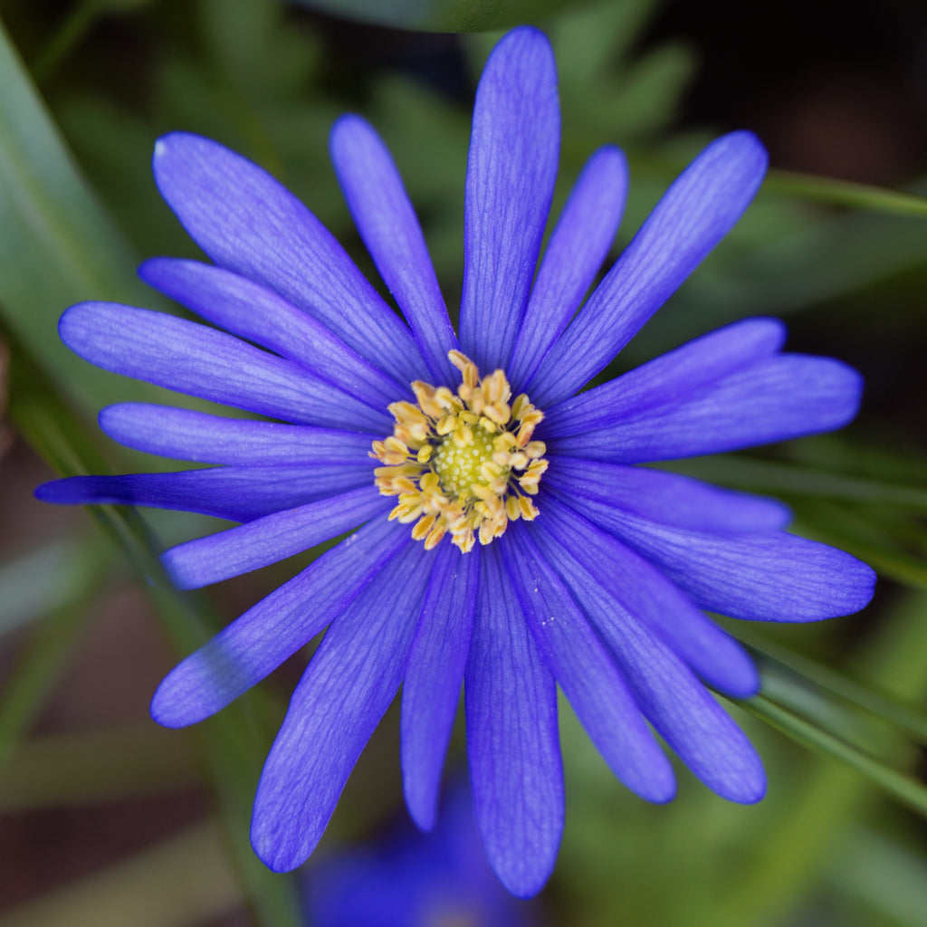 Stars & Stripes Blend - Anemone & Tulip Bulbs Blooms Species Growing Bonsai Roots Rhizomes Corms Tubers Potted Planting Reblooming Fragrant Garden Flower Seeds Plant