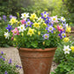 Aquilegia Mix Seed
