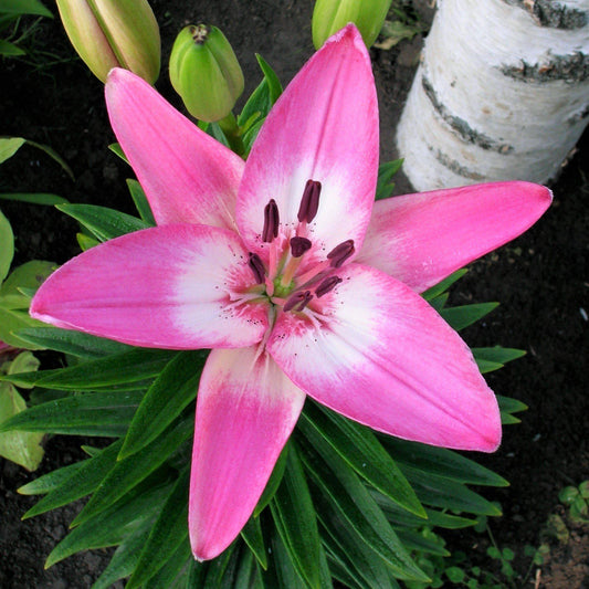 Lilium - LA Hybrid Lily Arbatax