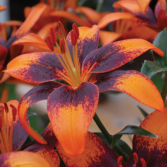 Lilium - Asiatic Tango Lily Orange Art