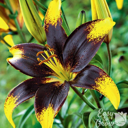 Lilium - Asiatic Tango Lily Lion Heart