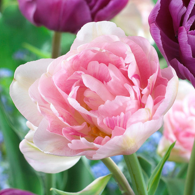 Award Winning Tulip Bulbs Collection Blooms Species Growing Bonsai Roots Rhizomes Corms Tubers Potted Planting Reblooming Fragrant Garden Flower Seeds Plant