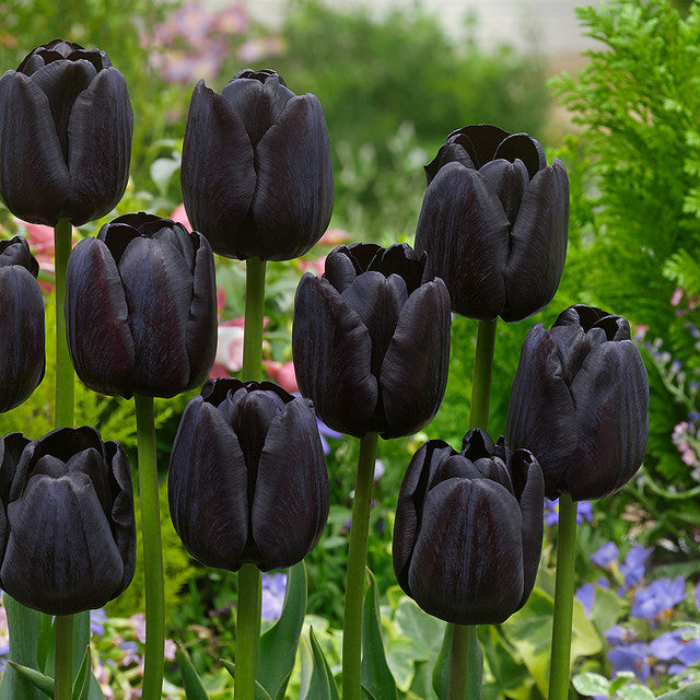 Award Winning Tulip Bulbs Collection Blooms Species Growing Bonsai Roots Rhizomes Corms Tubers Potted Planting Reblooming Fragrant Garden Flower Seeds Plant