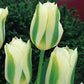 Award Winning Tulip Bulbs Collection Blooms Species Growing Bonsai Roots Rhizomes Corms Tubers Potted Planting Reblooming Fragrant Garden Flower Seeds Plant