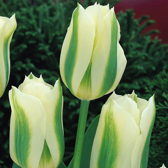 Award Winning Tulip Bulbs Collection Blooms Species Growing Bonsai Roots Rhizomes Corms Tubers Potted Planting Reblooming Fragrant Garden Flower Seeds Plant