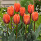 Award Winning Tulip Bulbs Collection Blooms Species Growing Bonsai Roots Rhizomes Corms Tubers Potted Planting Reblooming Fragrant Garden Flower Seeds Plant