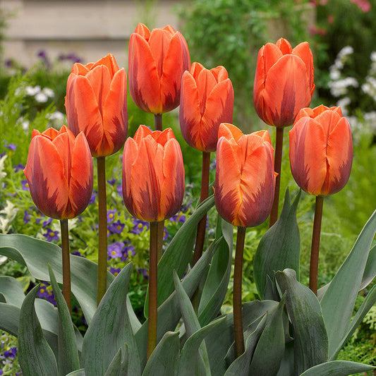 Award Winning Tulip Bulbs Collection Blooms Species Growing Bonsai Roots Rhizomes Corms Tubers Potted Planting Reblooming Fragrant Garden Flower Seeds Plant