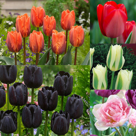Award Winning Tulip Bulbs Collection Blooms Species Growing Bonsai Roots Rhizomes Corms Tubers Potted Planting Reblooming Fragrant Garden Flower Seeds Plant