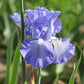 Bearded Iris - Califlora Victoria Falls (Reblooming)