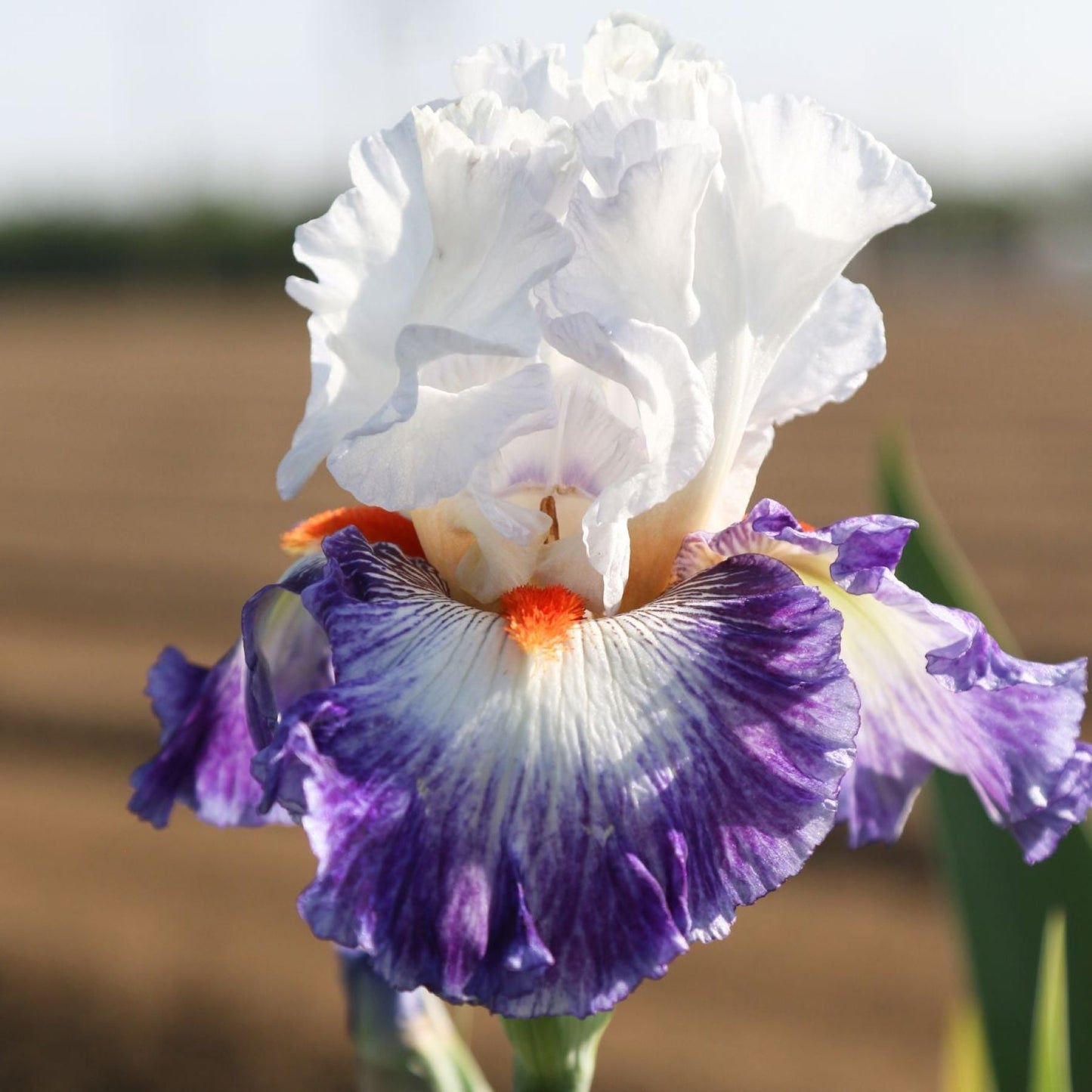 Bearded Iris - Califlora Gypsy Lord (Reblooming)