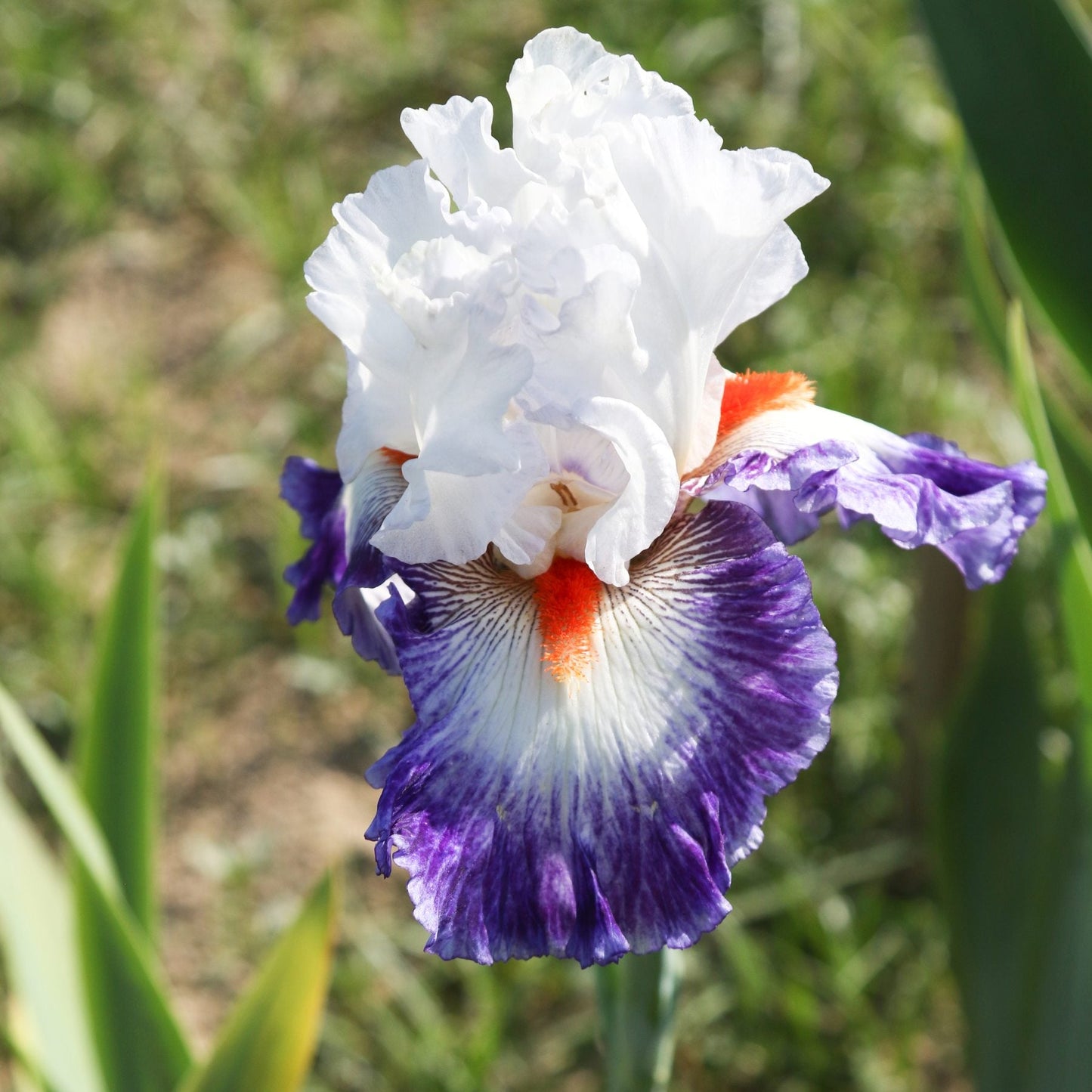 Bearded Iris - Califlora Gypsy Lord (Reblooming)