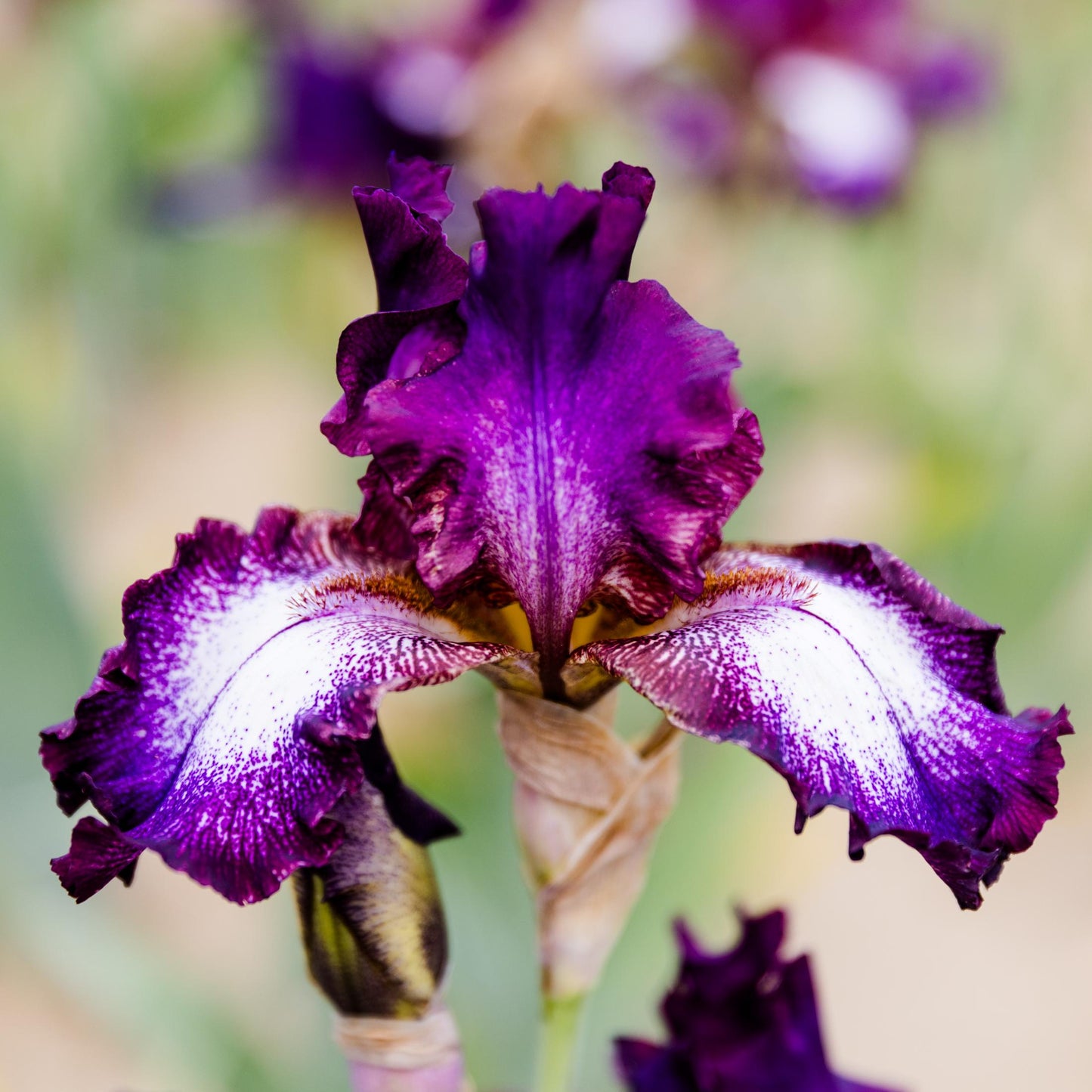 Bearded Iris - Califlora Tennison Ridge (Reblooming)