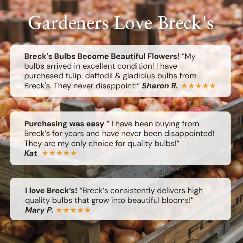 Light and Dreamy Tulip