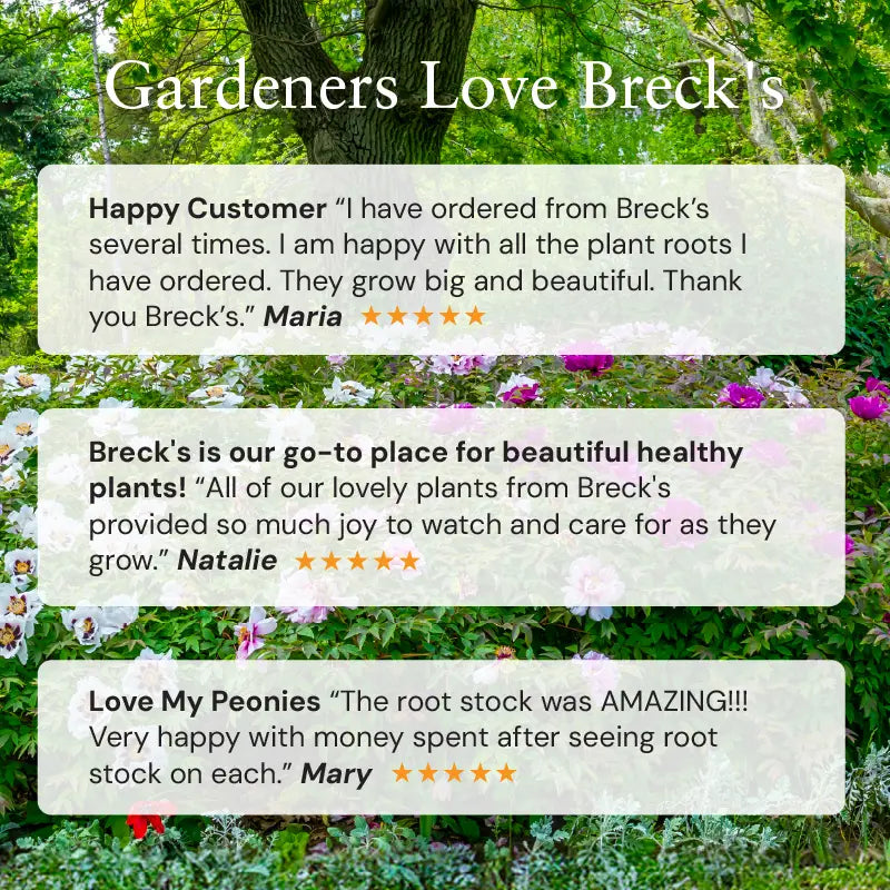Ozark Rebounder Reblooming Bearded Iris