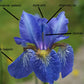 Yaquina Blue German Iris Growing Bonsai Seeds Flower Iris species Plant Bulbs Roots Rhizomes Corms Tubers Potted Planting Reblooming Fragrant Garden