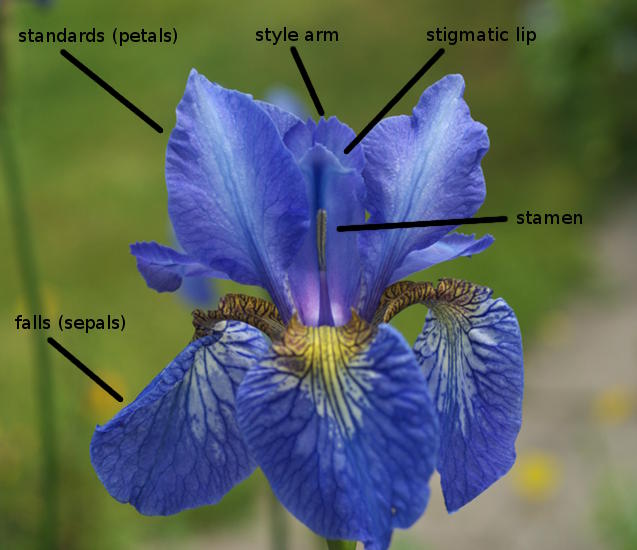 Siberian Iris Charming Billy Bearded Garden Fragrant Flower Seeds Plants Multiply Rapidly Home Balcony Bonsai Potted Planting Reblooming Fragrant Garden