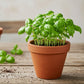 Basil Seed