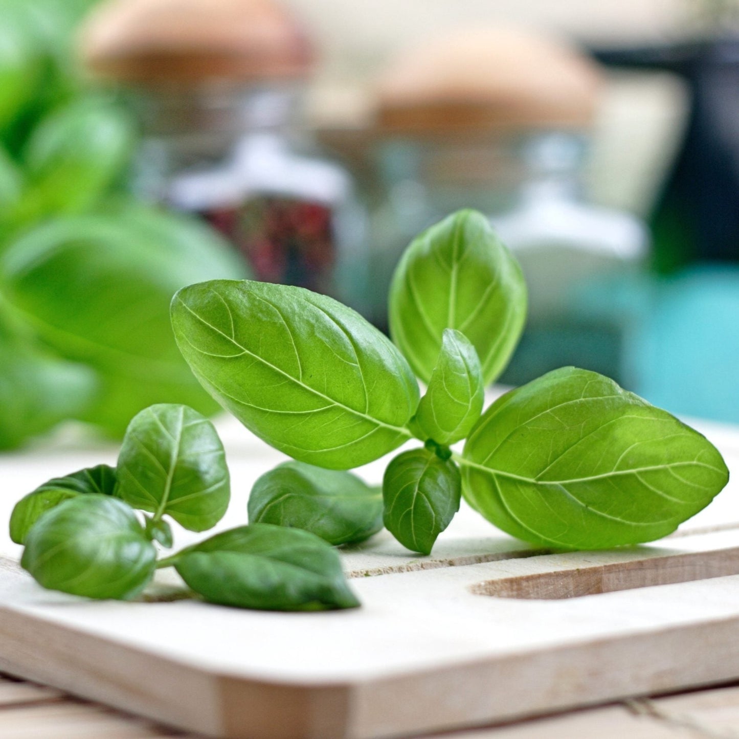 Basil Seed