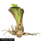 sas